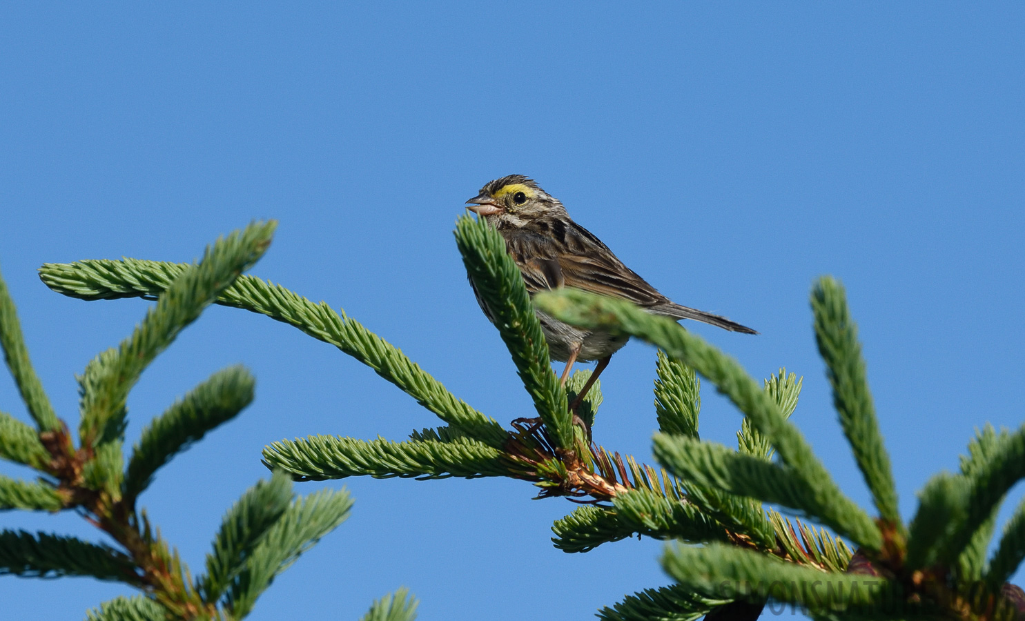 Passerculus sandwichensis savanna [400 mm, 1/4000 sec at f / 8.0, ISO 1000]